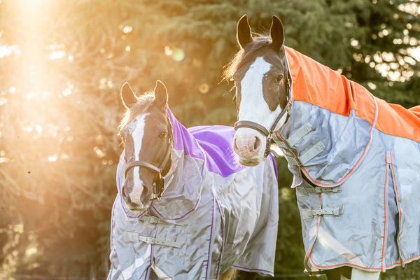 NEW Swish Fly Rugs for Spring 2021