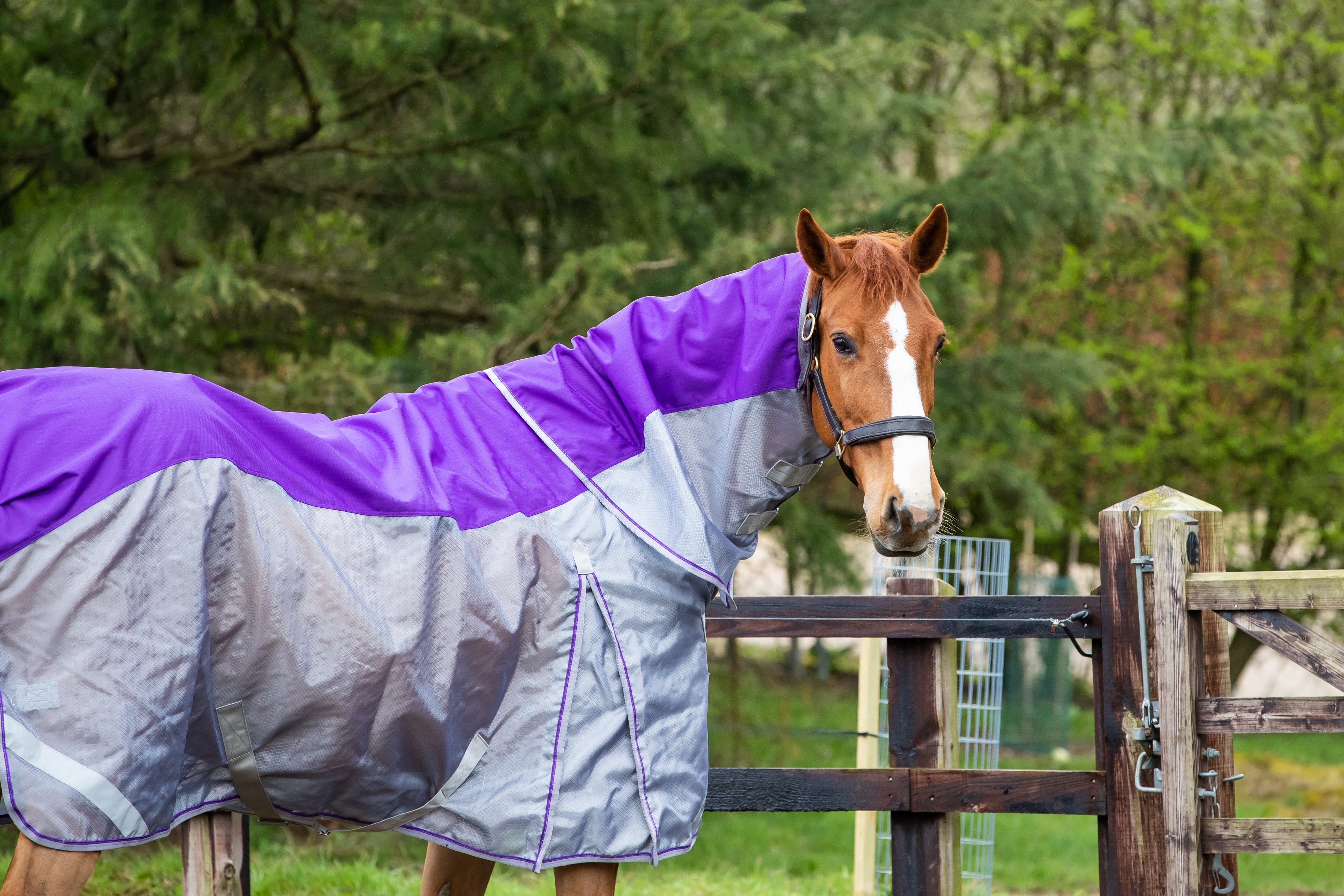 COMING SOON! New fly rugs & combination rugs arriving in late April/ea ...