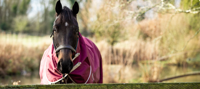 50g Detachable Neck Turnout Rug - Burgundy