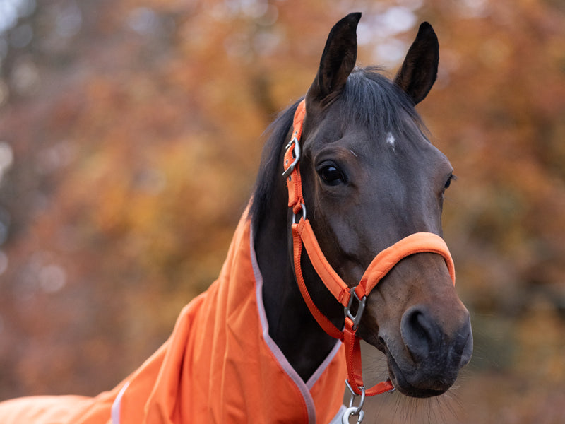 Fleece Padded Head Collar - Orange