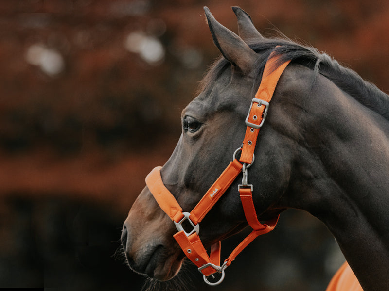 Fleece Padded Head Collar - Orange