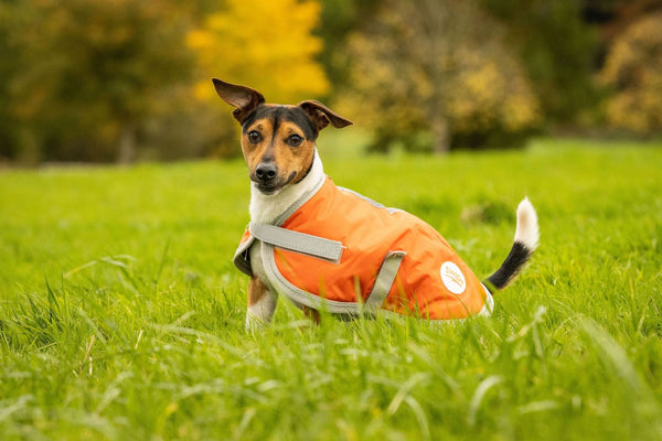 Pink carhartt 2025 dog coat